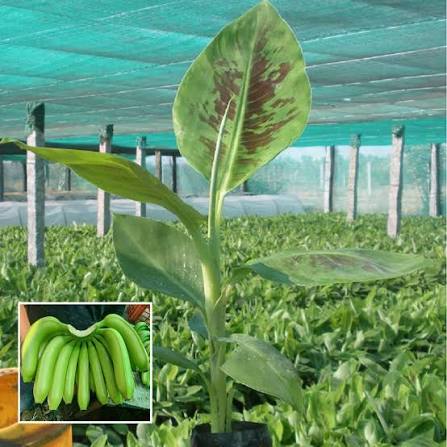 G9 (Grand Naine) Tissue Culture Banana Plants — Banana sapling available at Agro Nursery Garden